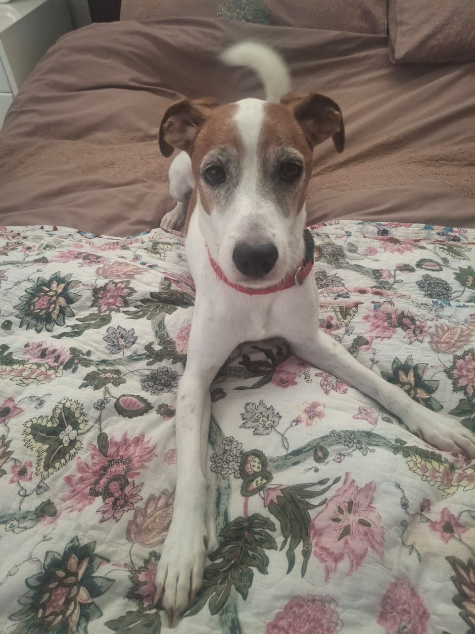 #276 Adopt – Western Cape : 6yr old Jack Russell