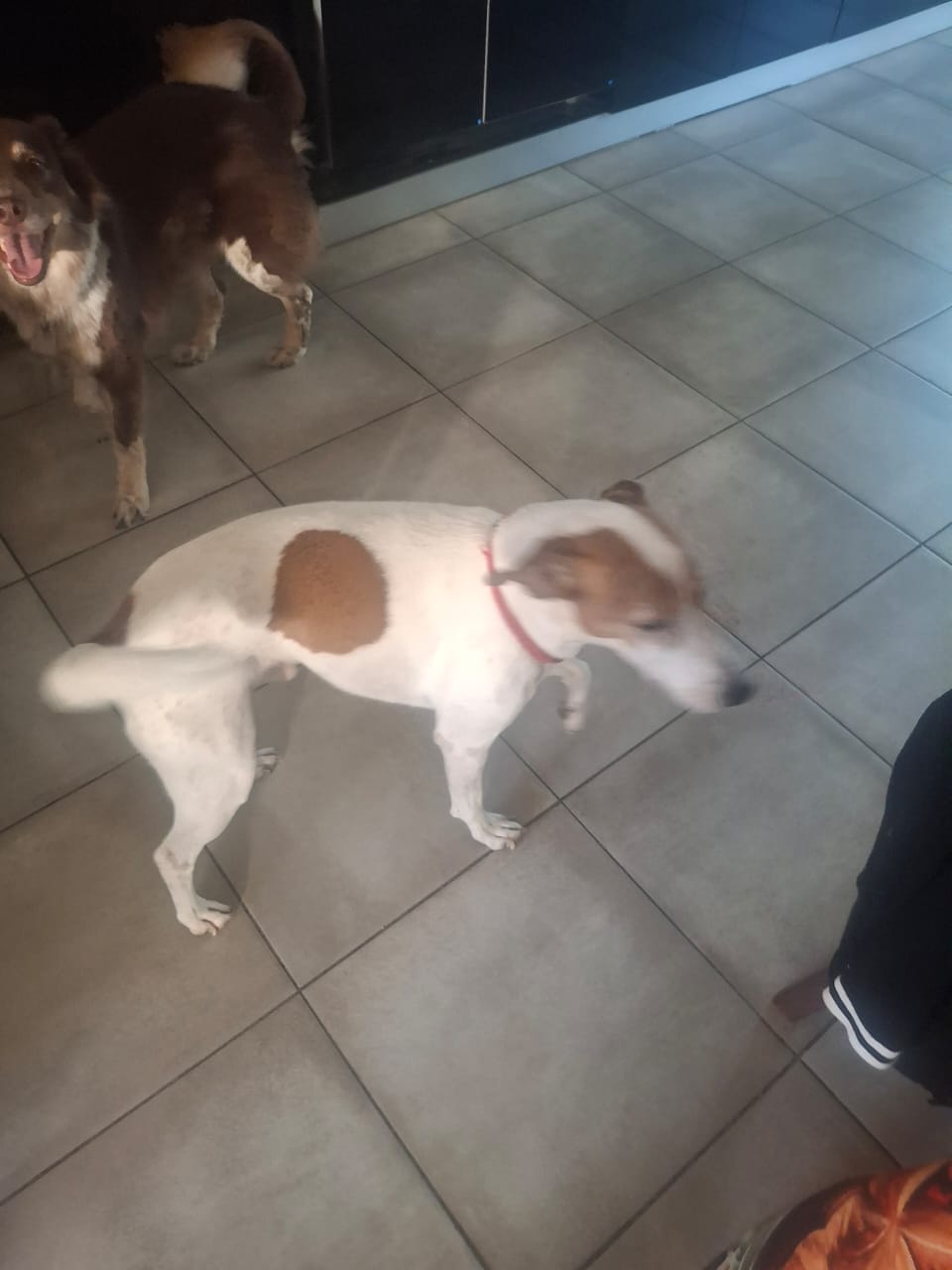 #276 Adopt - Western Cape : 6yr old Jack Russell 1 ready for action