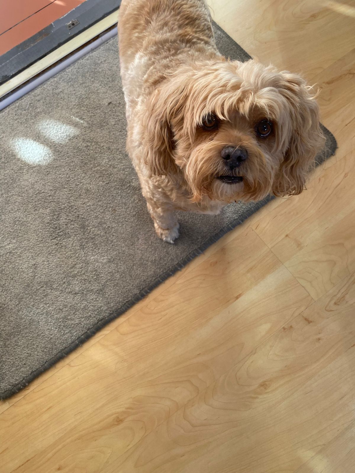 #277 Adopt Sweet AMI - 🚨 URGENT: Ami Needs Your Help Today! 🚨 1 what an adorable face who wants YOU!