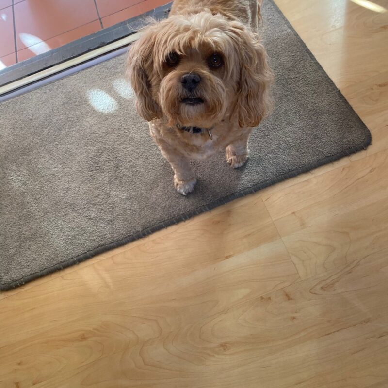 an adorable face seeking help