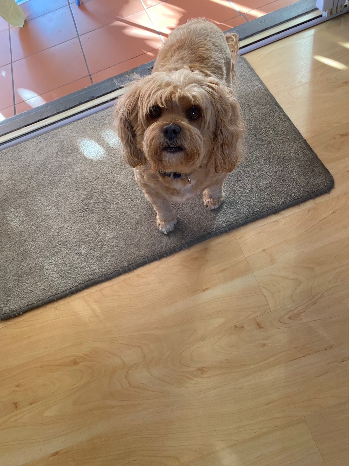 #277 Adopt Sweet AMI – 🚨 URGENT: Ami Needs Your Help Today! 🚨