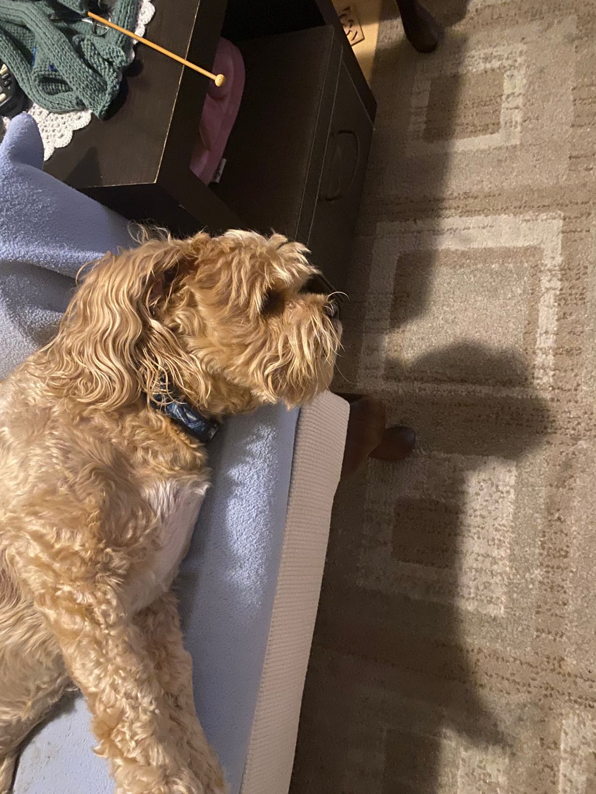 #277 Adopt Sweet AMI - 🚨 URGENT: Ami Needs Your Help Today! 🚨 2 enjoy a peacfull life