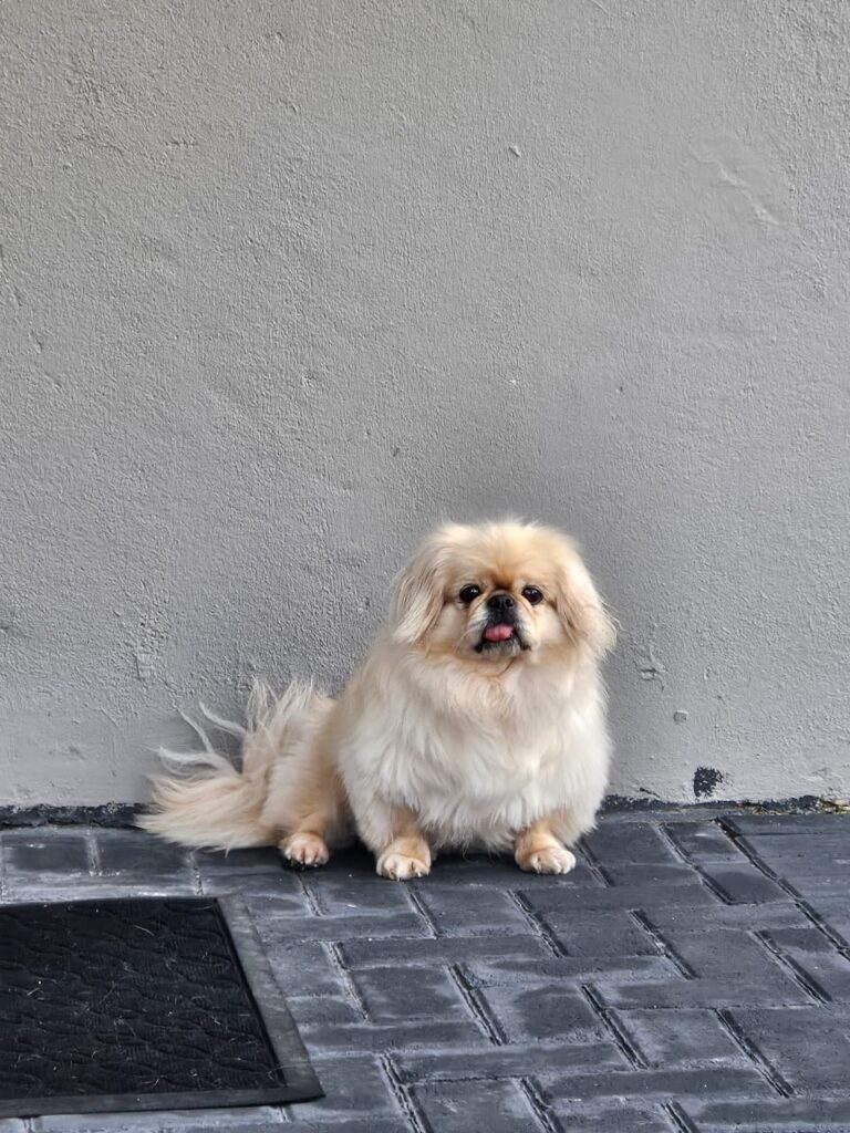 Mia Pekingese needs to be adopted