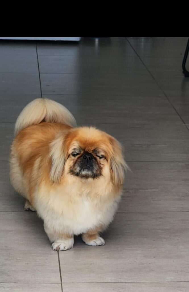 Cooper Pekingese, ready to be adopted