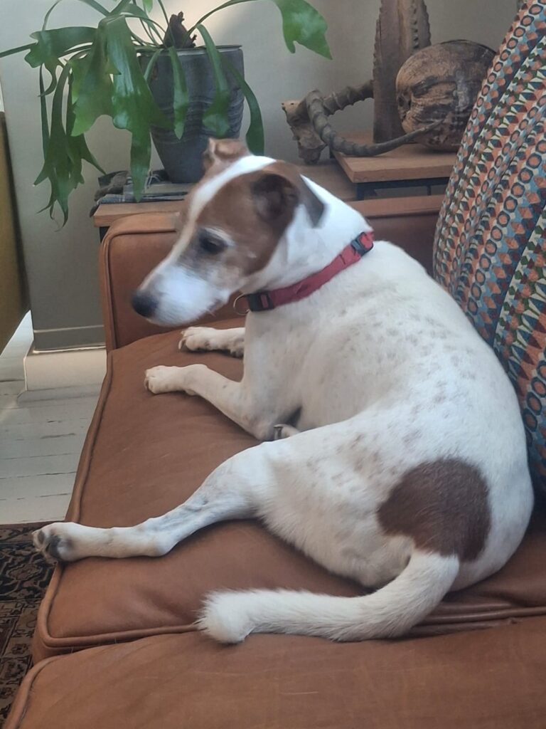 Jack Russel, Woodstock needs to be adopted