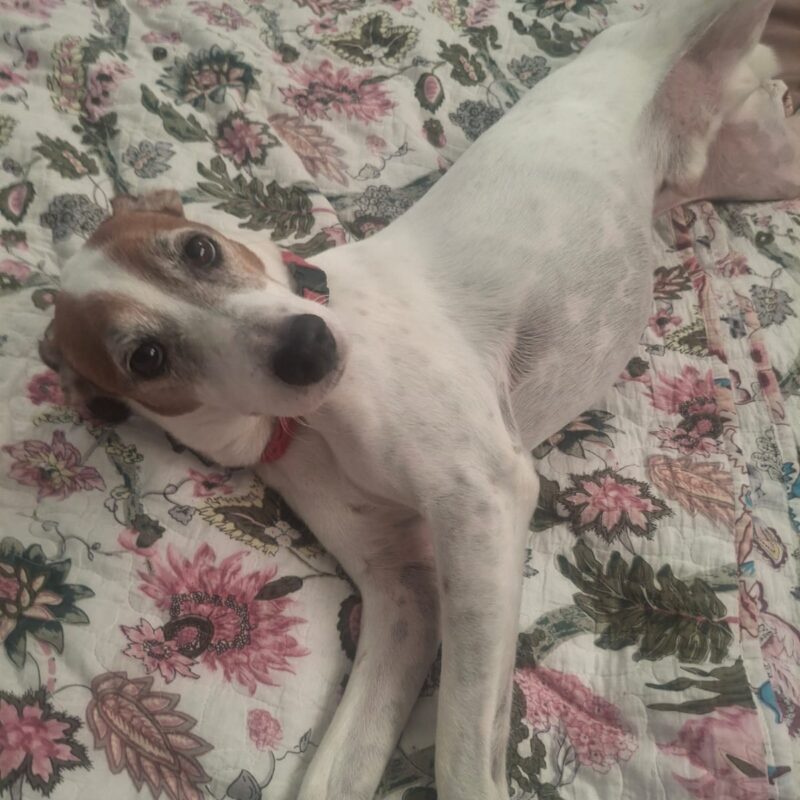 Frodo, Long legged Jack Russel needs to be adopted