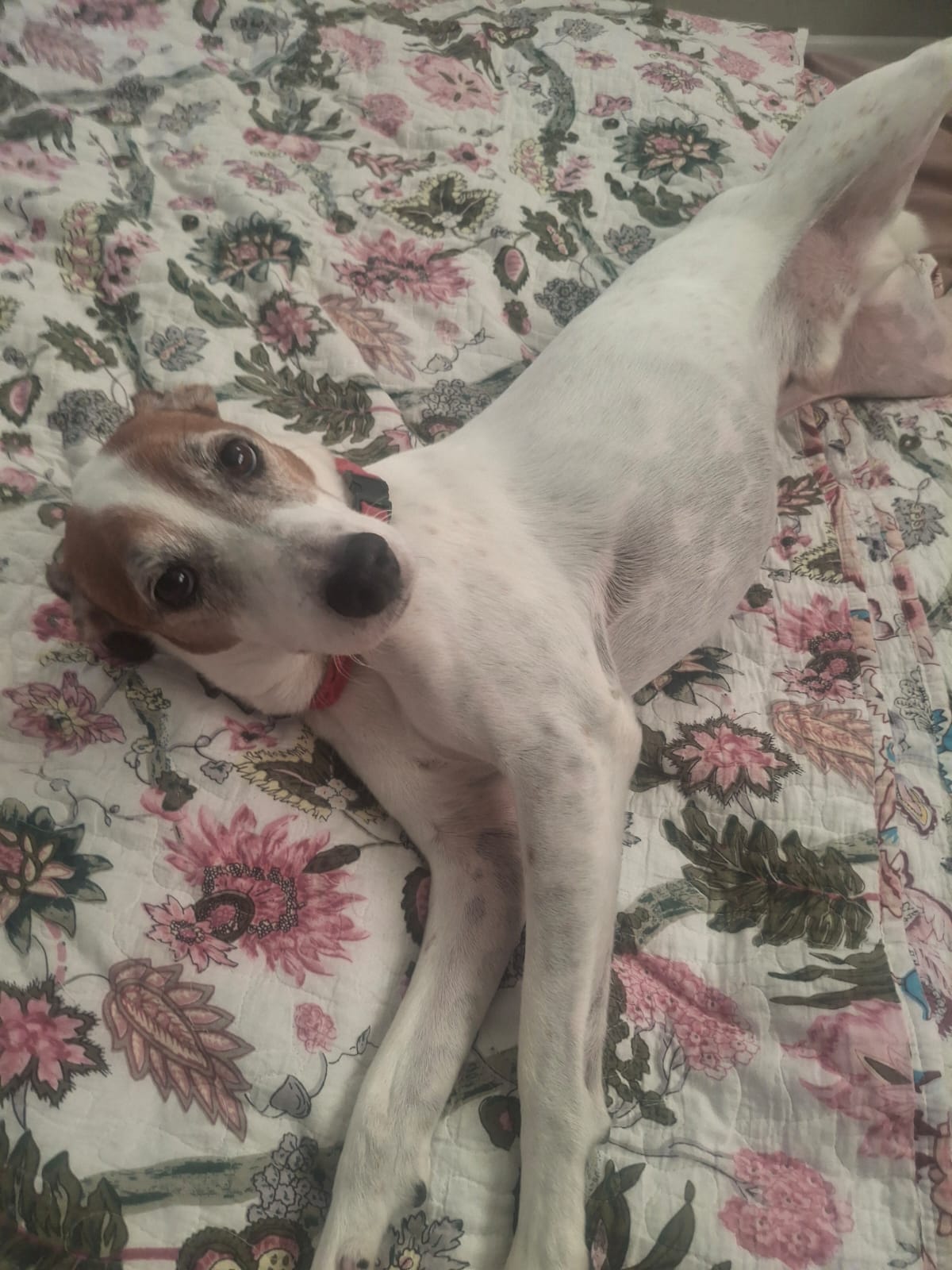#276 Adopt – Western Cape : FRODO 6yr old Jack Russell