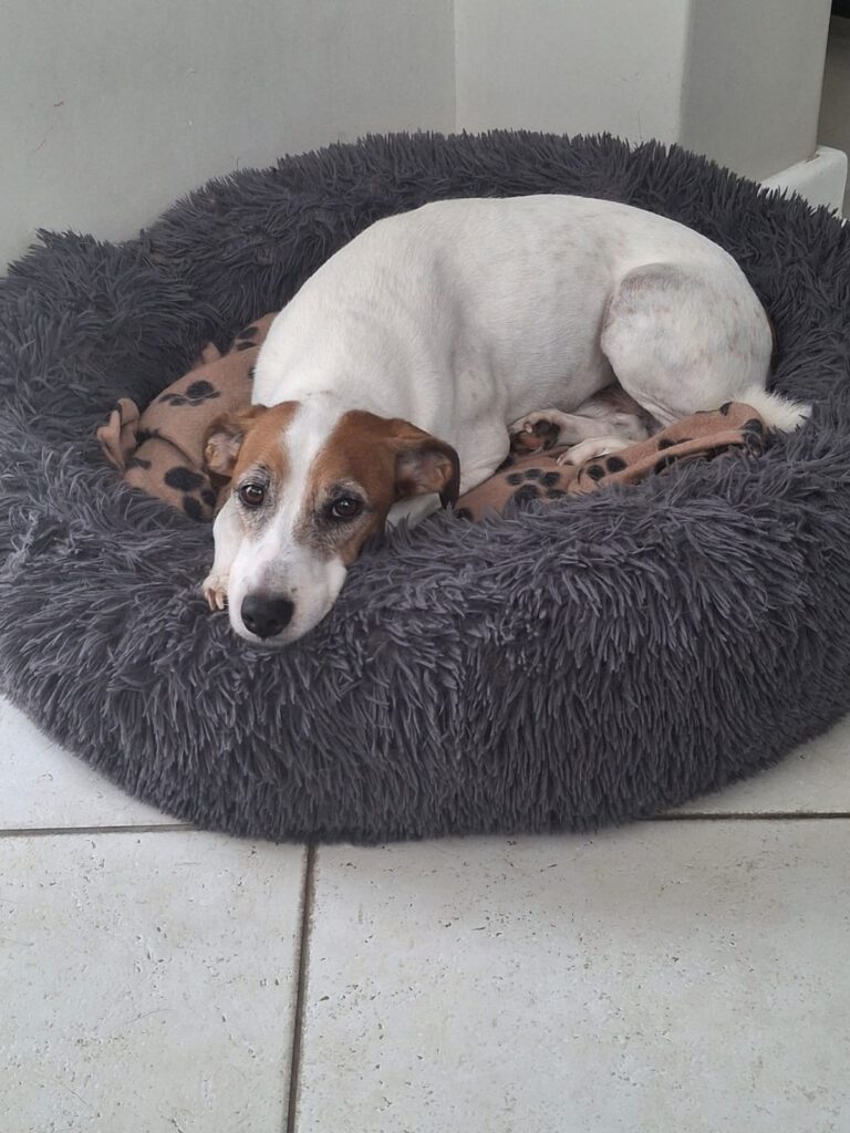 Energetic Jack Russel up for adoption