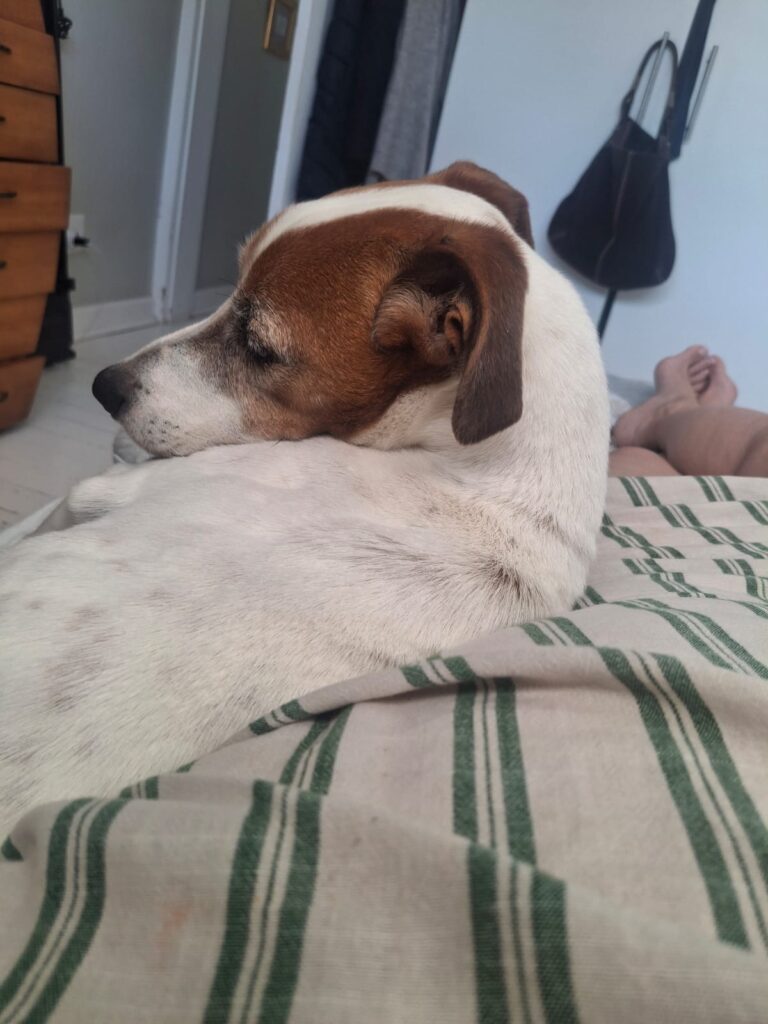 Jack Russel, Adult dog needs to be adopted