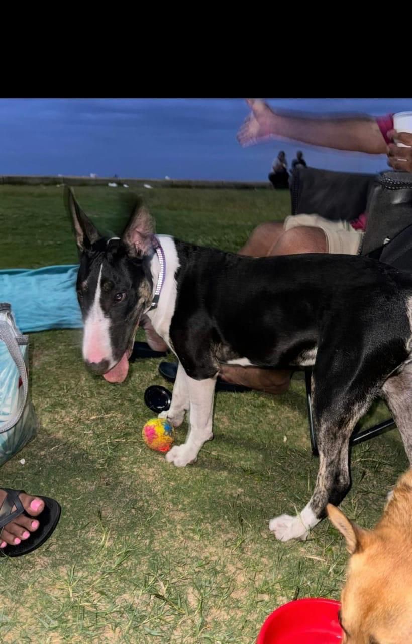 #283 – Adopt – Durban – KZN Male Bull Terrier