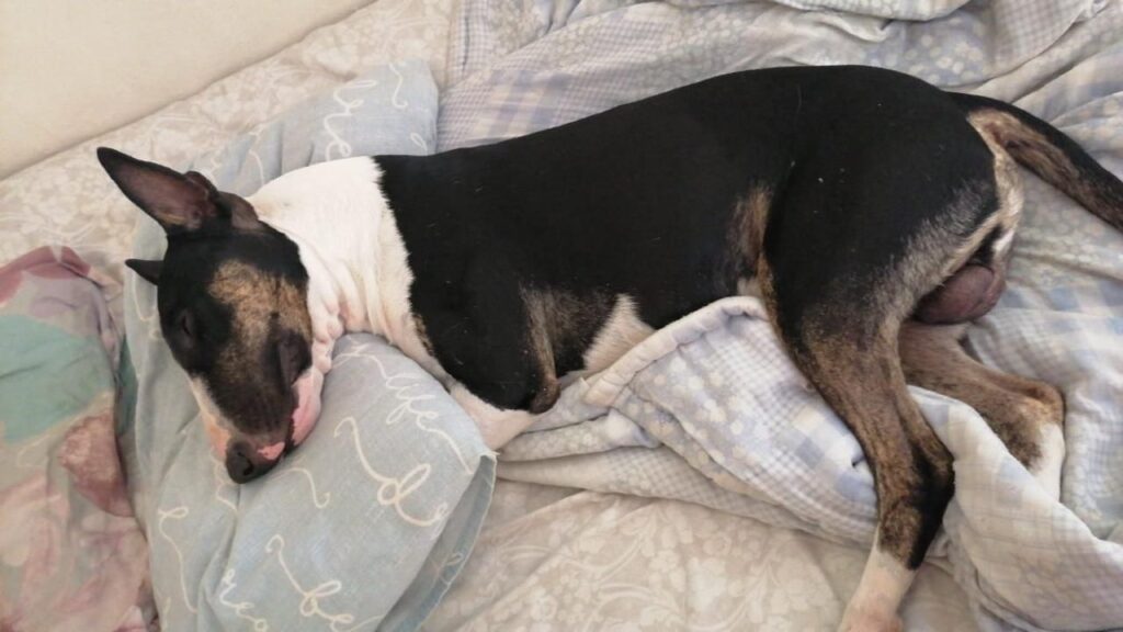 Adopt Brutus a Bulldog peacful