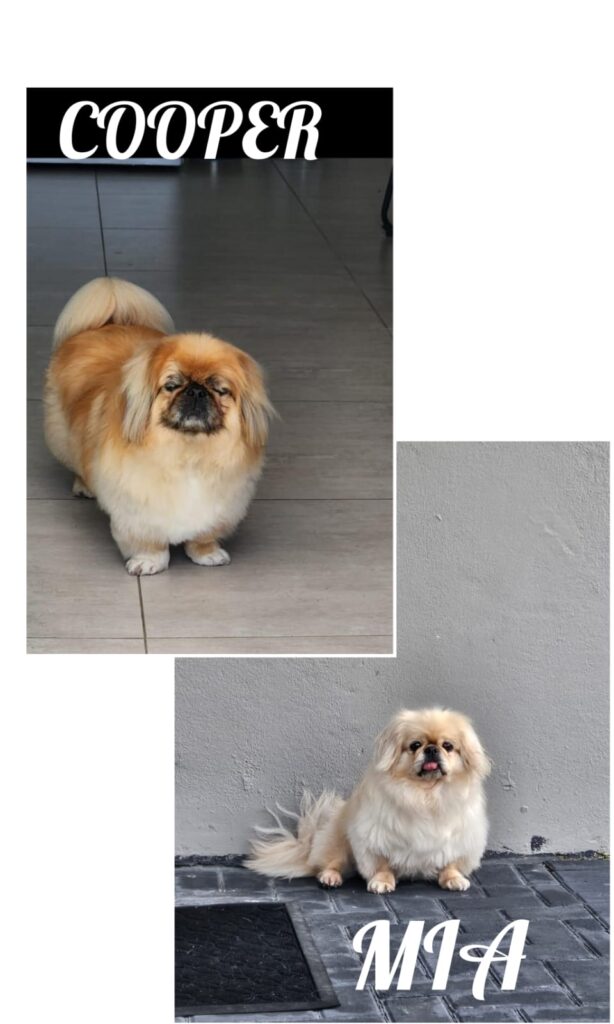the golden due  Cooper and Mia, Pekingese