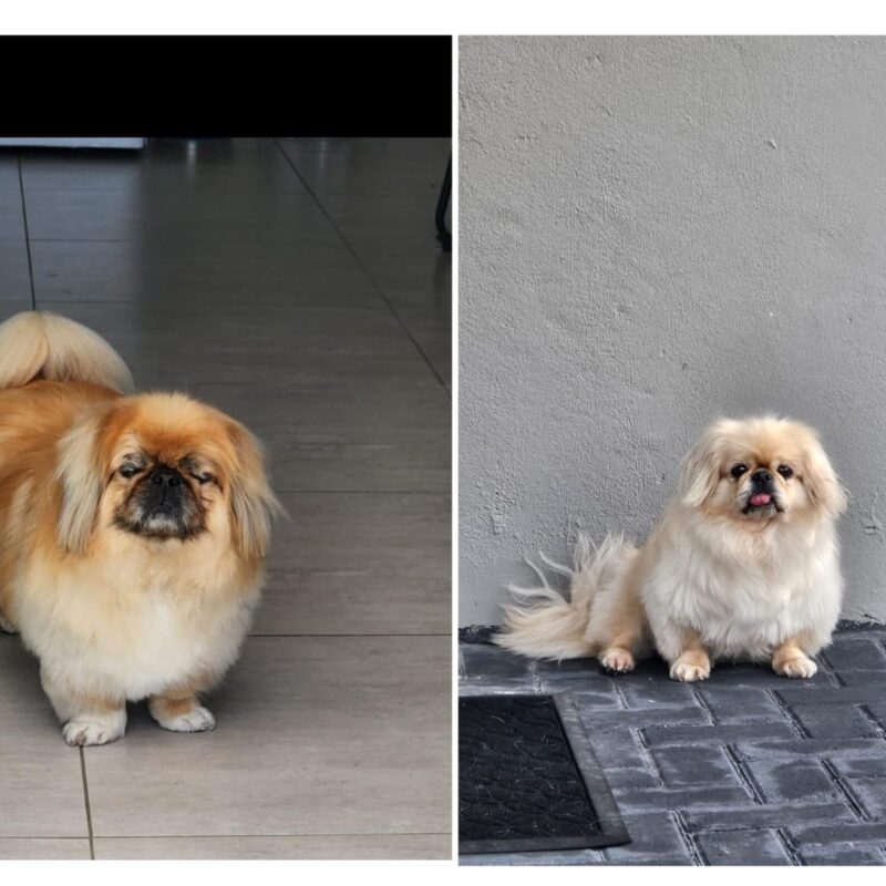 The Golden Due: Pekingese to be adopted
