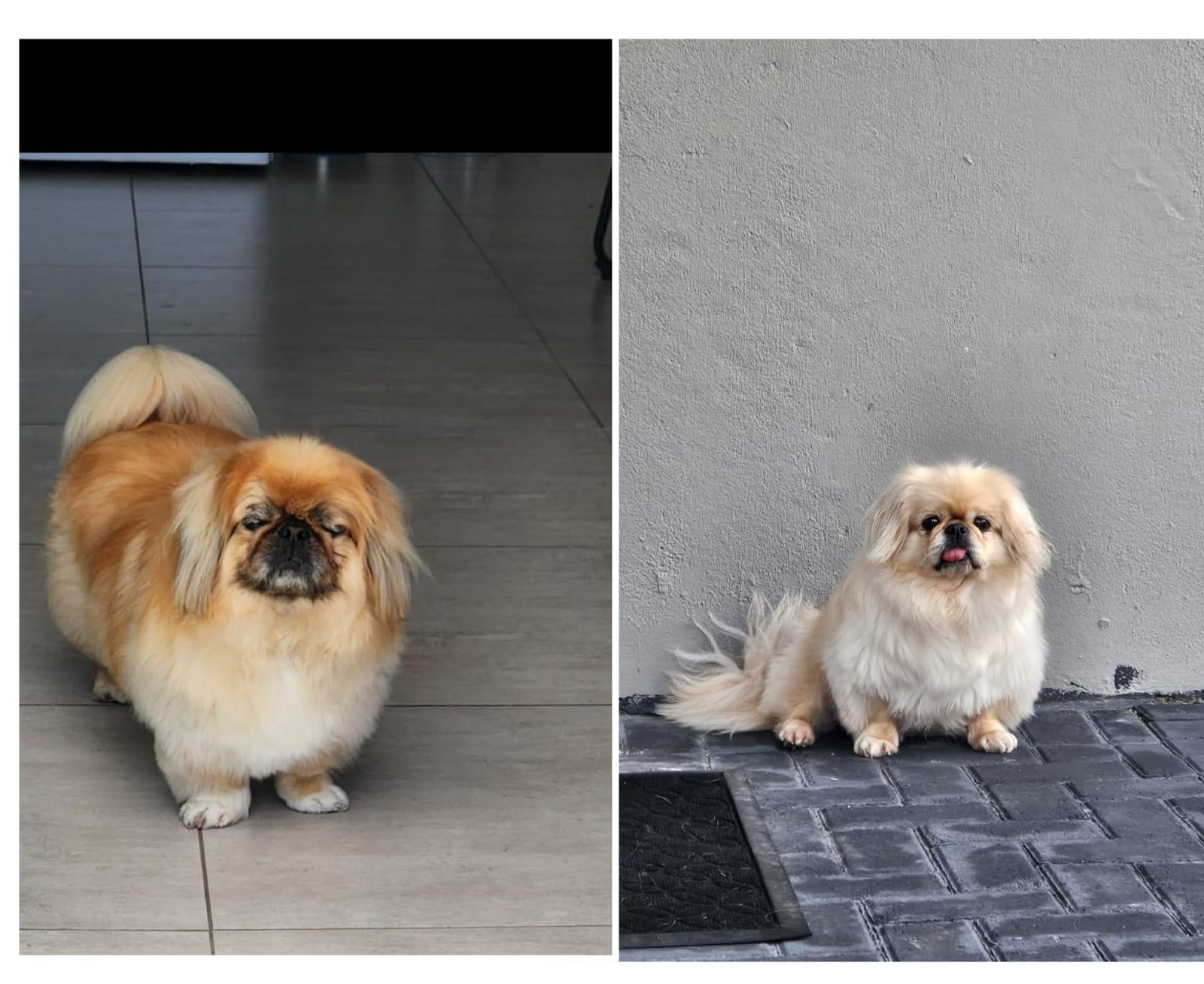#284 – Adopt – COOPER   and   MIA, 11yrs old, Pekingese