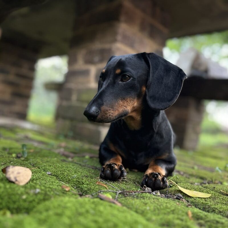 Dash: Dachshund ready for adoption