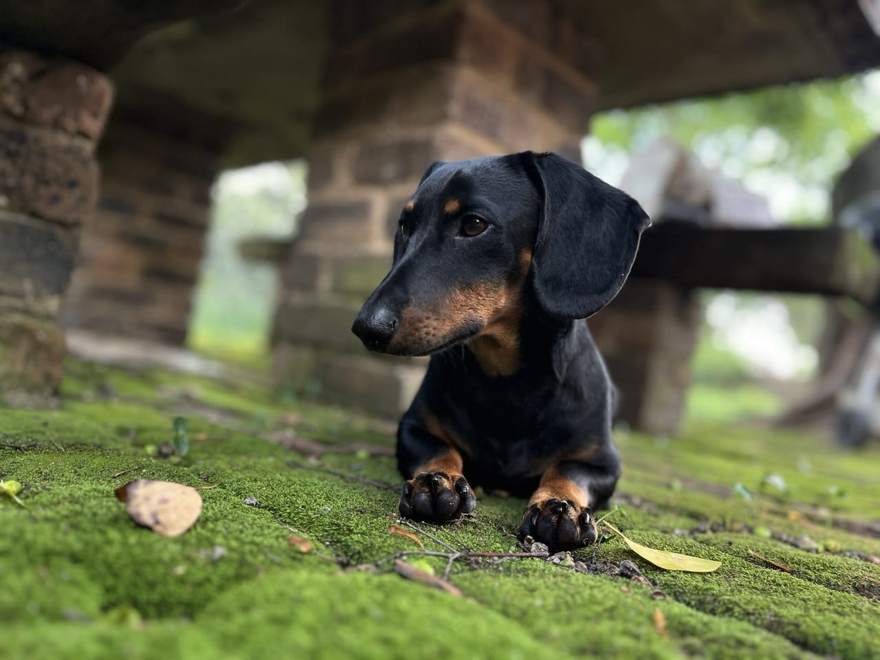#286 – Adopt DASH – Dachshund (Male) – Gauteng