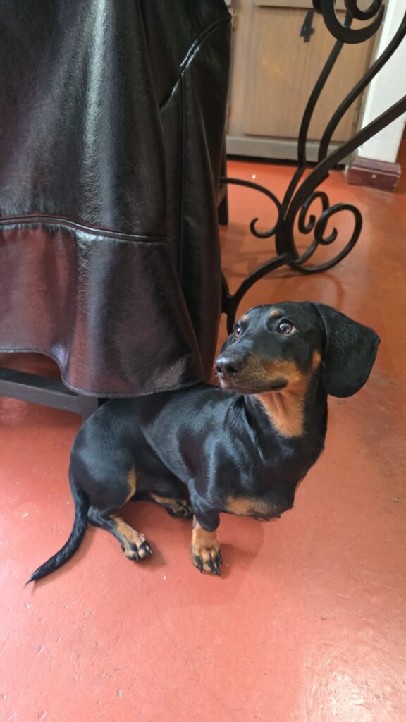 Dachshund enjoys to pose for photo