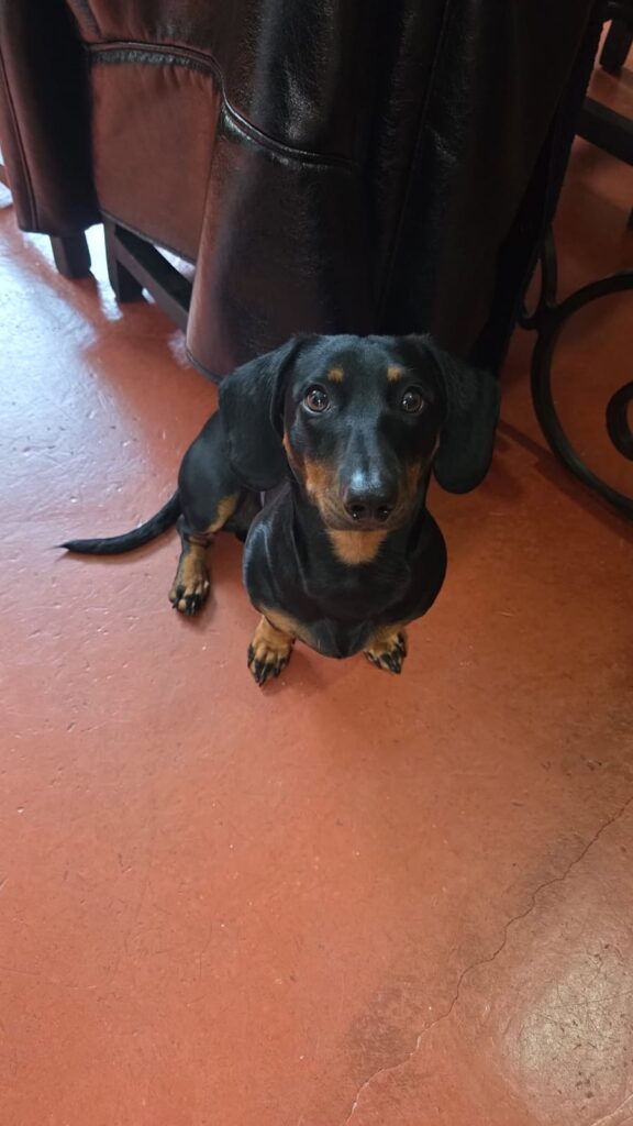 Dachshund loves photes to be taken 