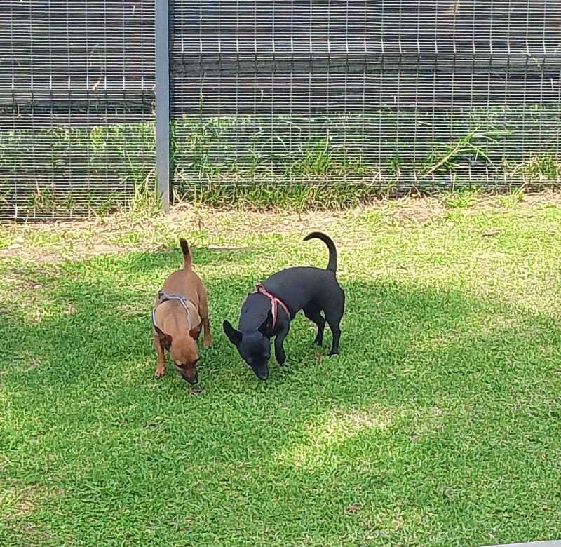 Miniature Pinscher exploring together