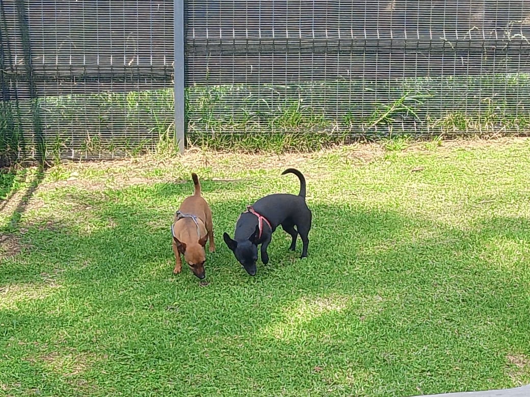 #287 – Adopt – Tiny & Shadow, Miniature Pinscher – Boksburg