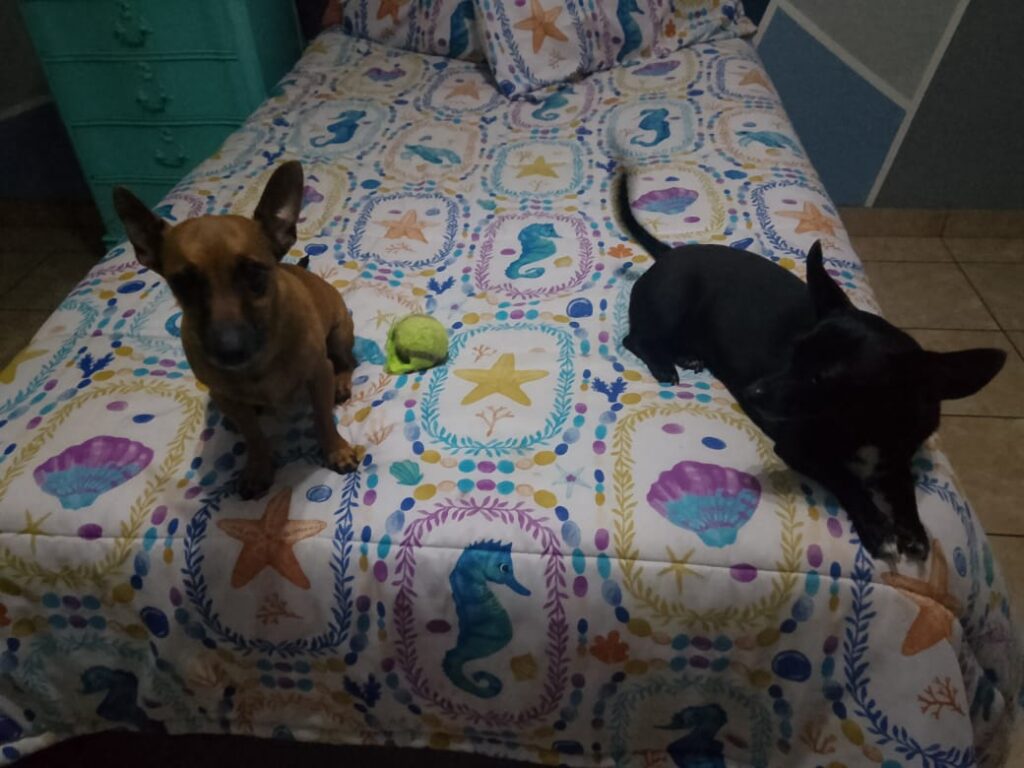 Miniature Pinscher enjoy to be on the bed