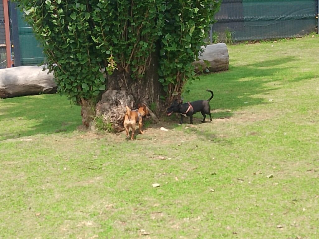 Tiny & Shadow loves to be outdoors
