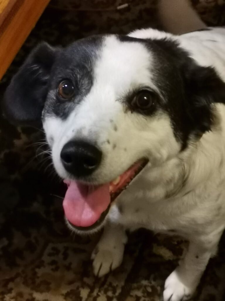 Female Foxterrier mix, needs to be adopted