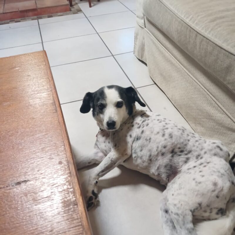 Senior Foxterrier mix available for adoption