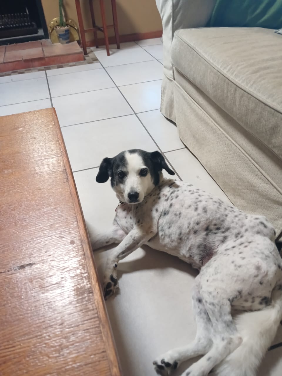 #288 – Table View, CT – ADOPT – Tinkerbell – Senior Fox Terrier Mix