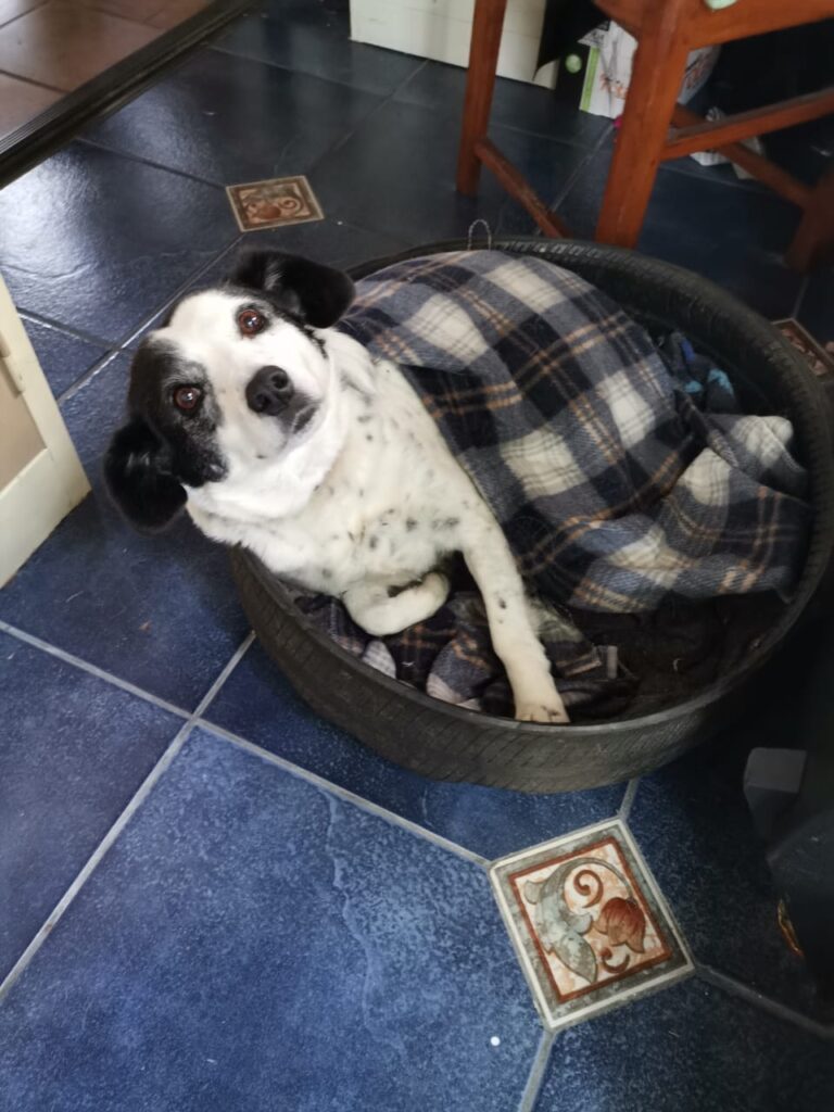 Foxterrier mix, loves his tyre bed