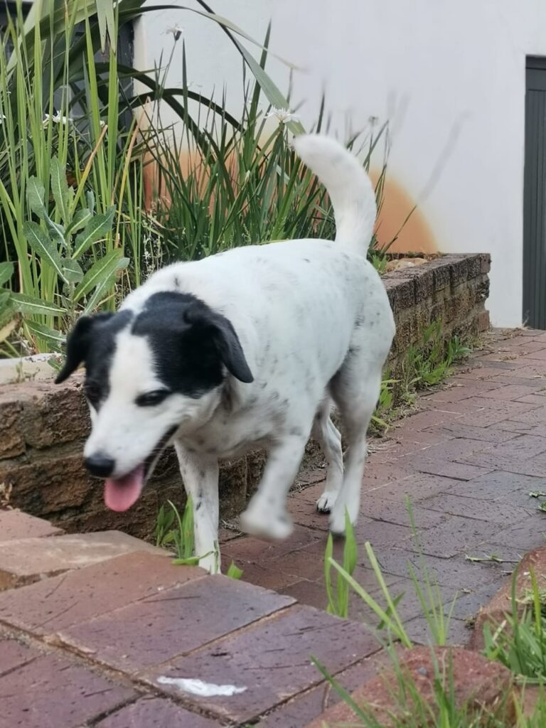 Black and White Foxterrier mix up for adoption
