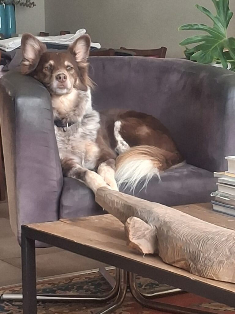 Luna, Border Collie, Western Cape needs to be adopted