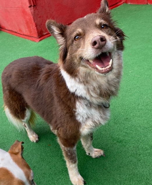 Border Collie, energetic needs to be adopted Western Cape
