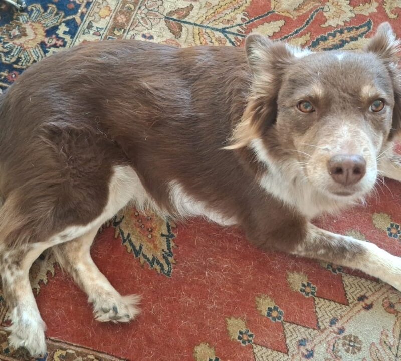 Border collie, adult, engergetic needs to be adopted
