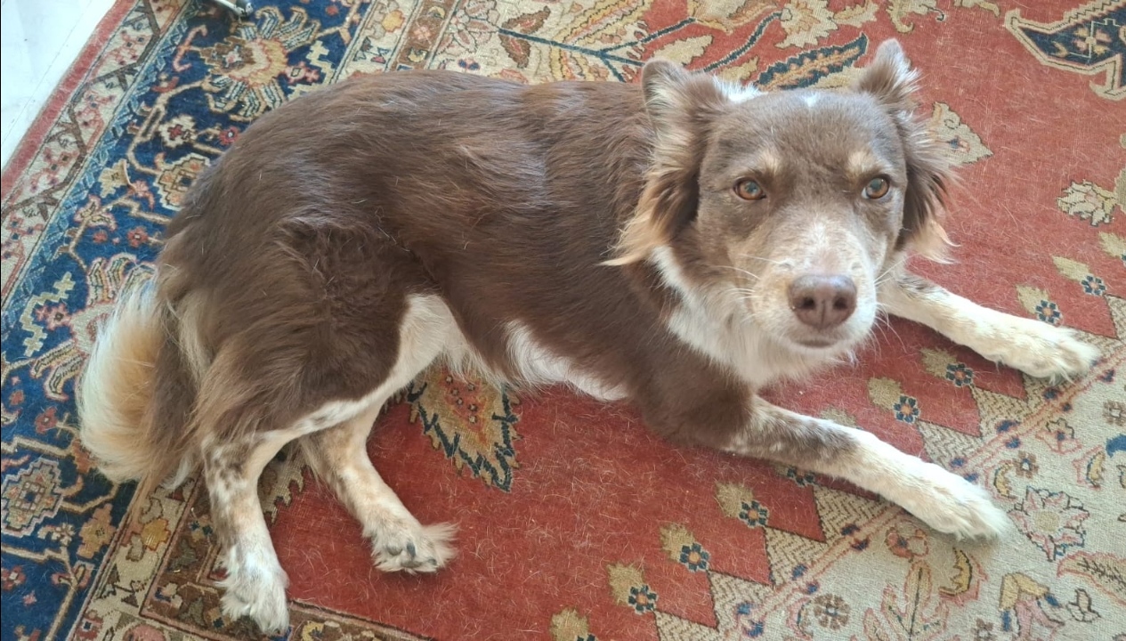 #275 ADOPT – Western Cape – LUNA – 7yr old Border Collie