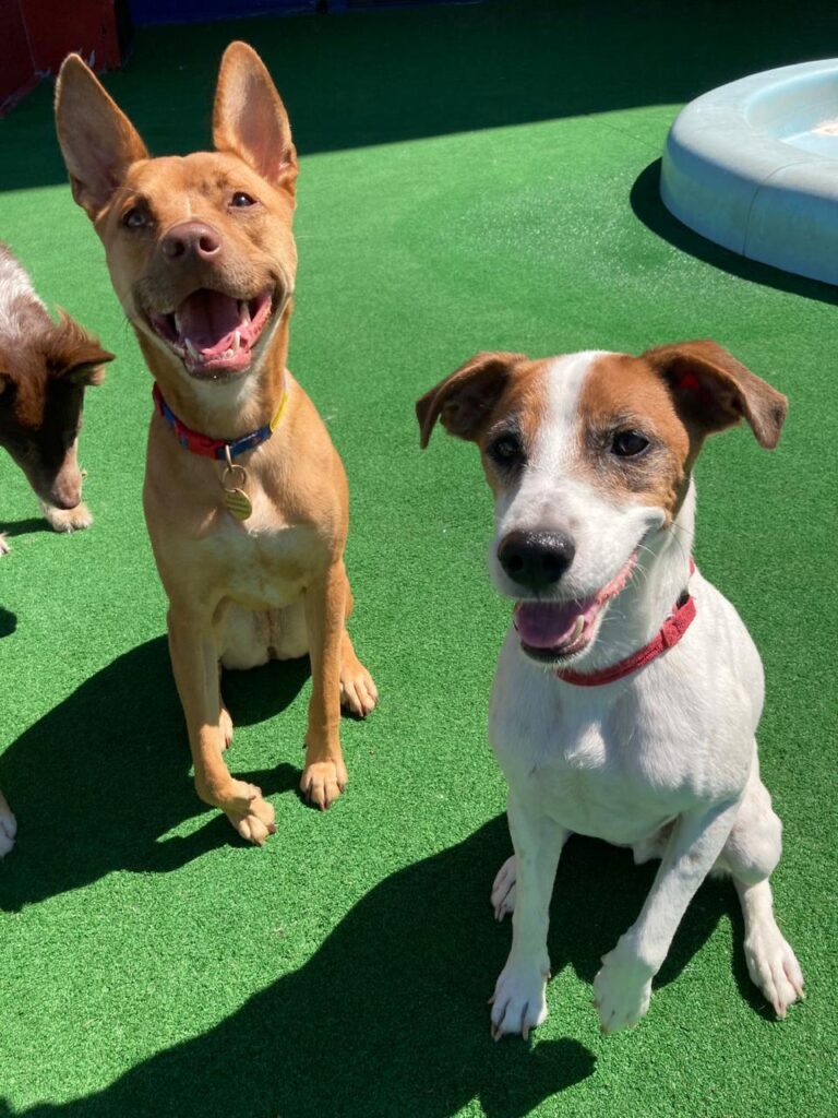Frodo, a Jack Russell available for adoption in Cape Town, Western Cape