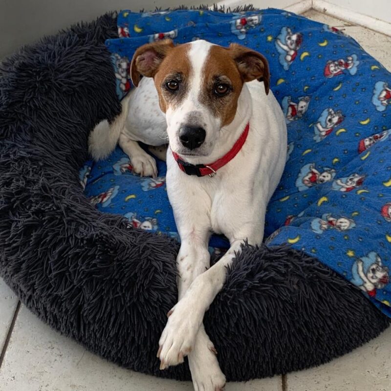 FODO, JACK RUSSEL FROM CAPE TOWN NEEDS TO BE ADOPTED