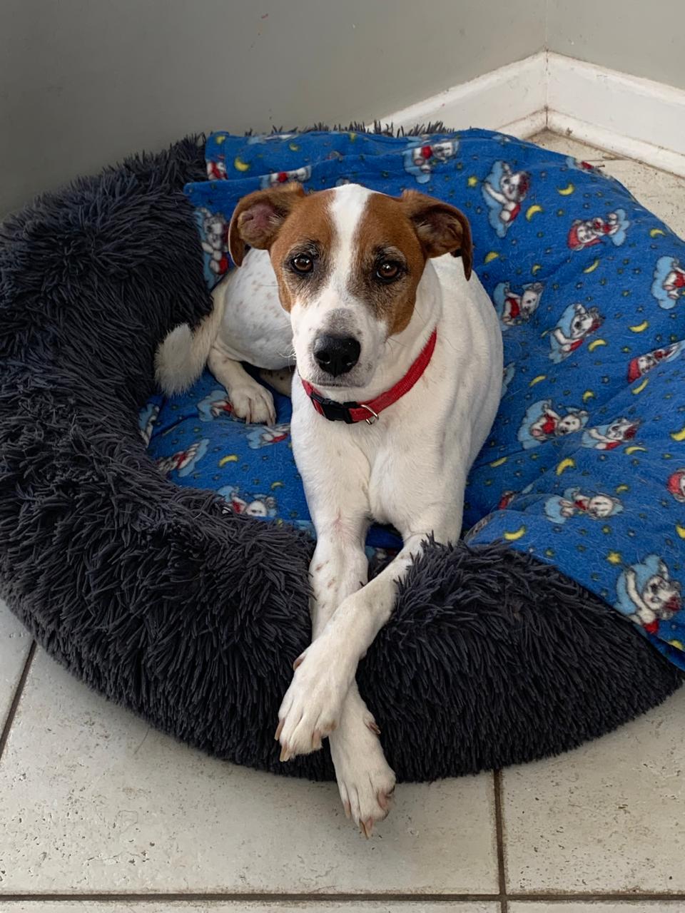 #276 Adopt – Western Cape : FRODO 6yr old Jack Russell
