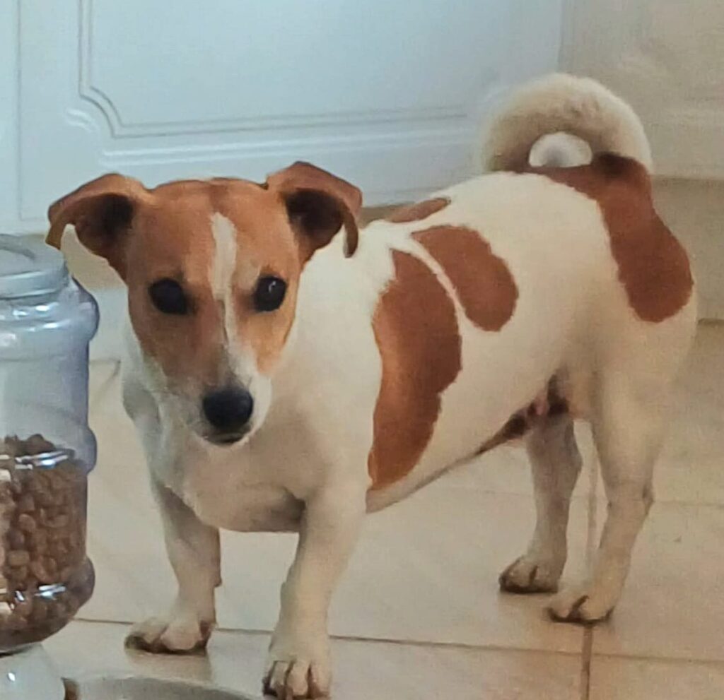 Beertjie van Gauteng ready for adoption