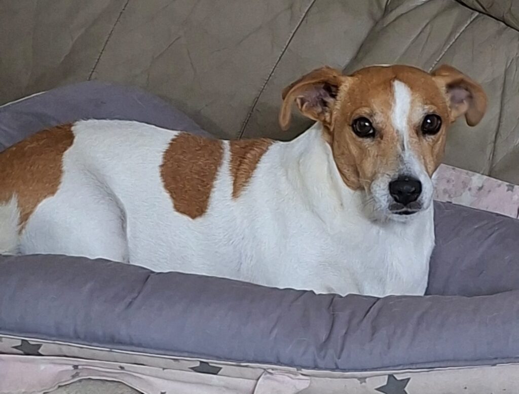Beertjie the Jack Russell cuddling on the couch 