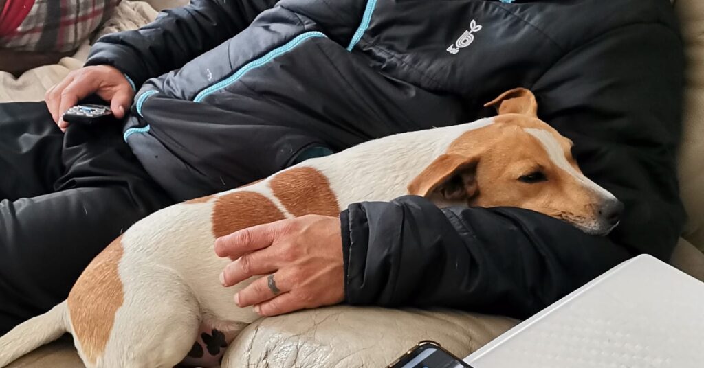 Jack Russel for adoption in Kempton Park Gauteng