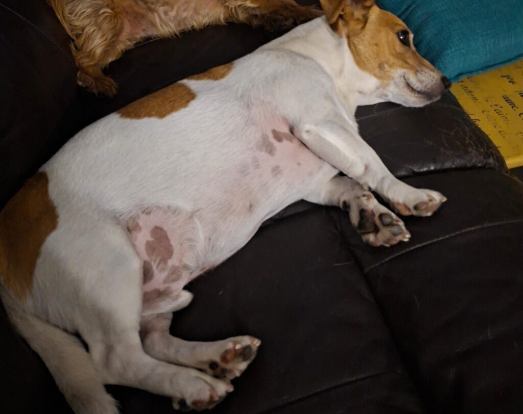 Social male Jack Russell Beertjie taking a break