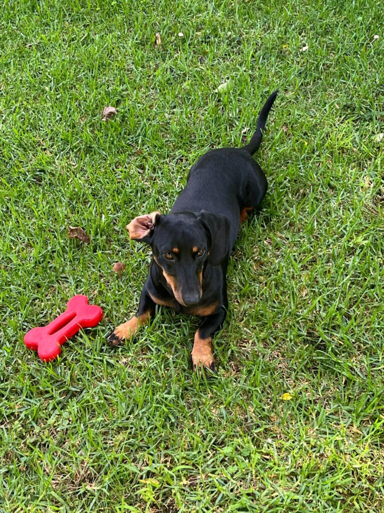 Dachshund loves to play on lawn