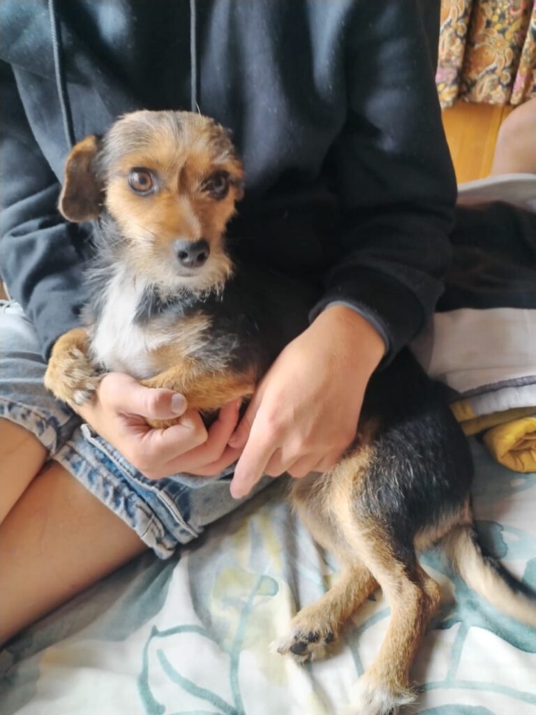 Black/Brown: Ellie (Jack RusselxYorkie)