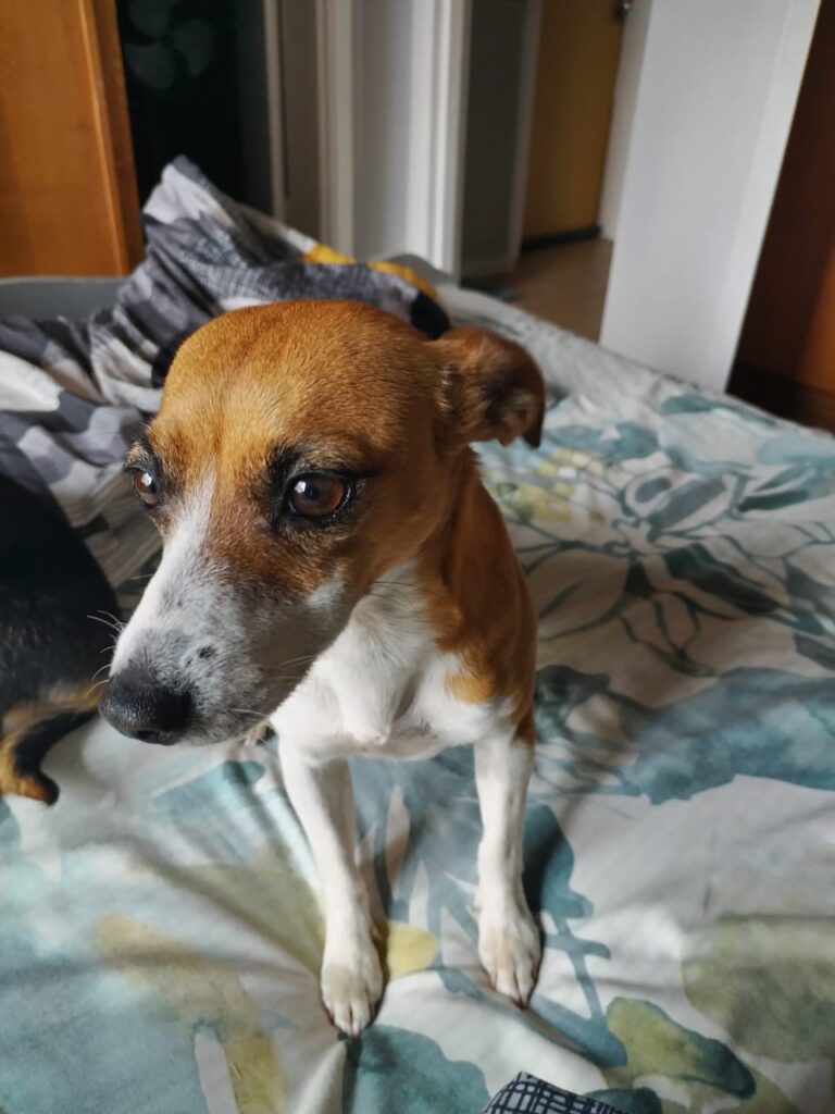 BROWN/WHITE: LADY  i love attention and i am ready for the next rub