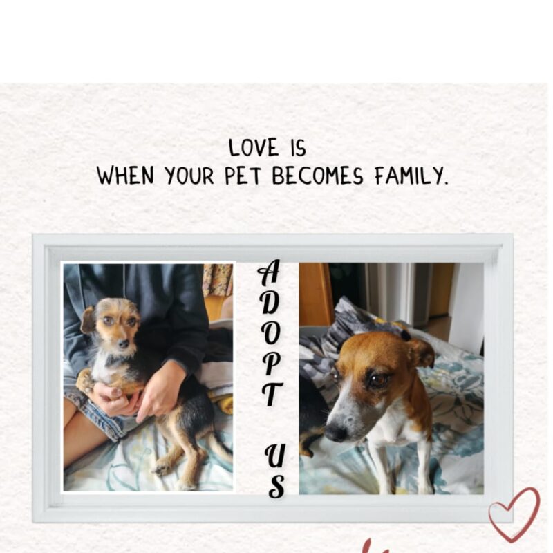 Lady and Ellie Jack Russel Yorkie Mix