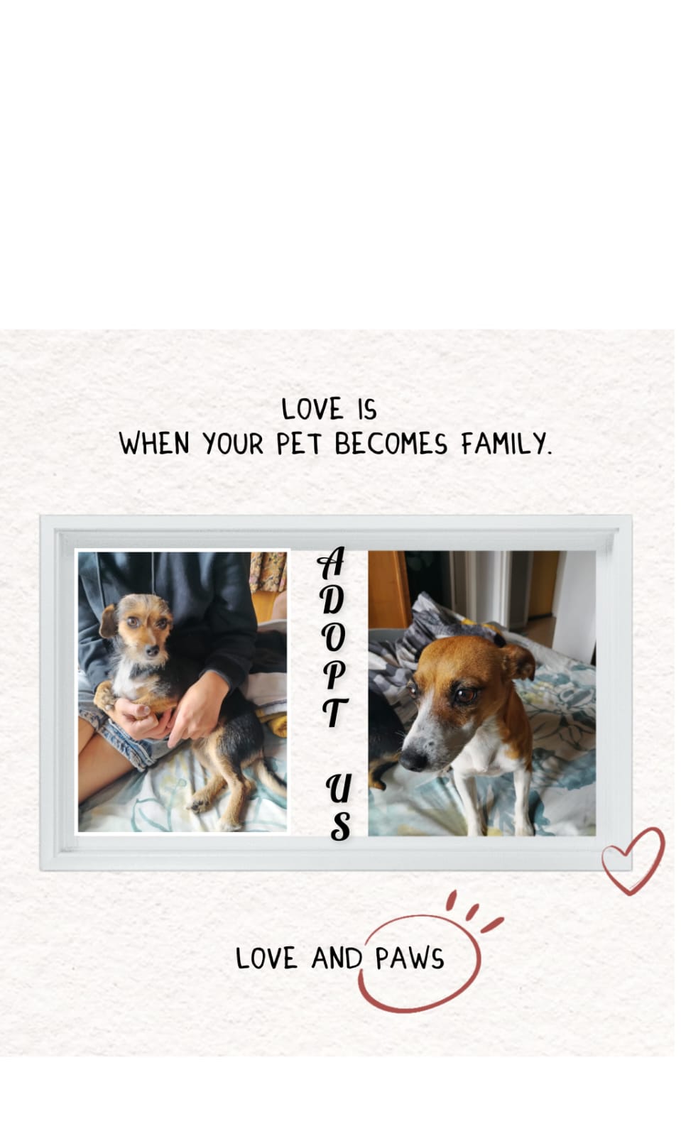 #282 – Adopt Lady & Ellie:  Urgent Bonded Pair in Rayton Pretoria