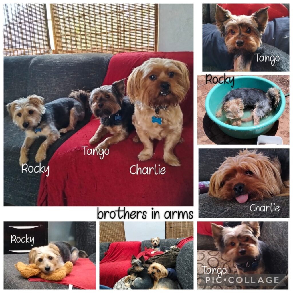 charlie-yorkie-cross-adoption-pretoria.jpg, tango-yorkipoo-epilepsy-care.jpg, etc.