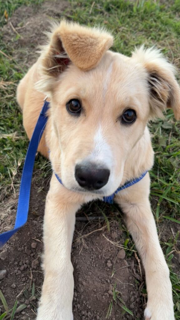 Labrador mix puppy for adoption George Western Cape South Africa