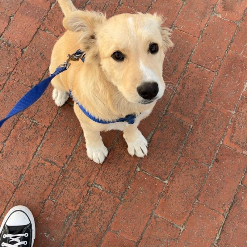 Lab mix needs to be adopted
